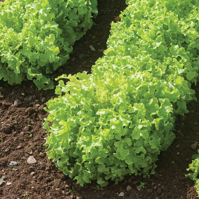 Green Saladbowl Oakleaf Lettuce