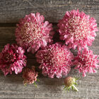 Salmon Rose Salmon Rose Scabiosa (Pincushion Flower)