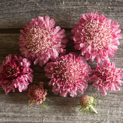 Salmon Rose Scabiosa (Pincushion Flower)