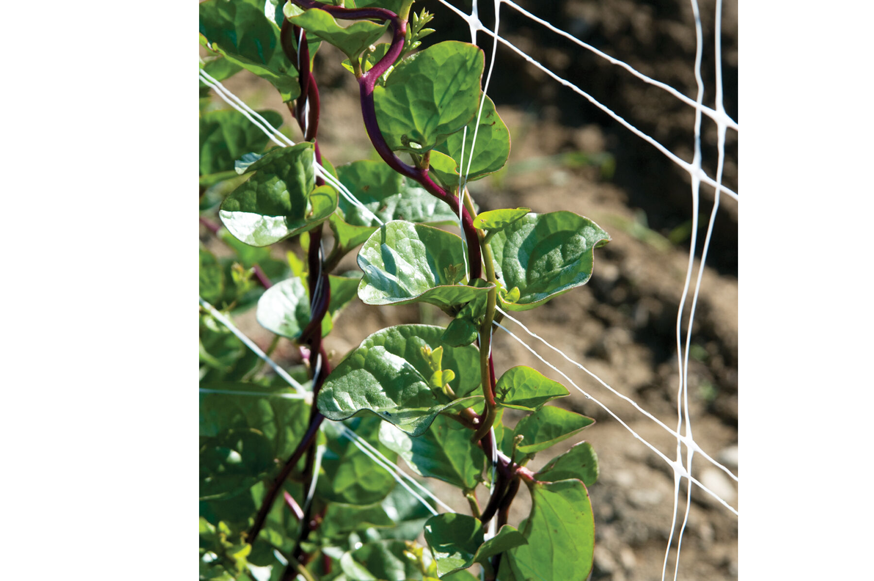 Red Malabar Spinach Specialty Greens