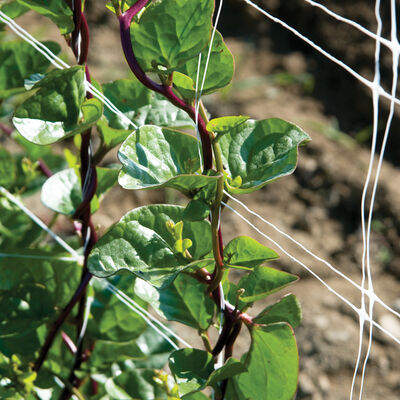 Red Malabar Spinach Specialty Greens