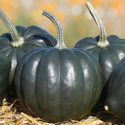 Tiptop PMR Tiptop PMR Winter Squash