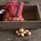 Forum – Fall-Planted Onion Plants & Sets