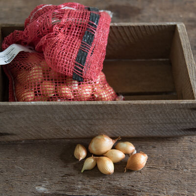 Forum – Spring-Planted Onion Plants & Sets