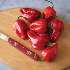 Velociraptor Hot Peppers