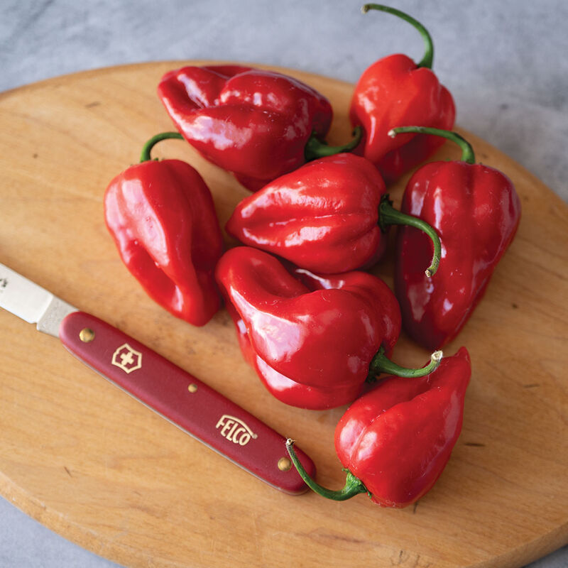 Velociraptor Hot Peppers