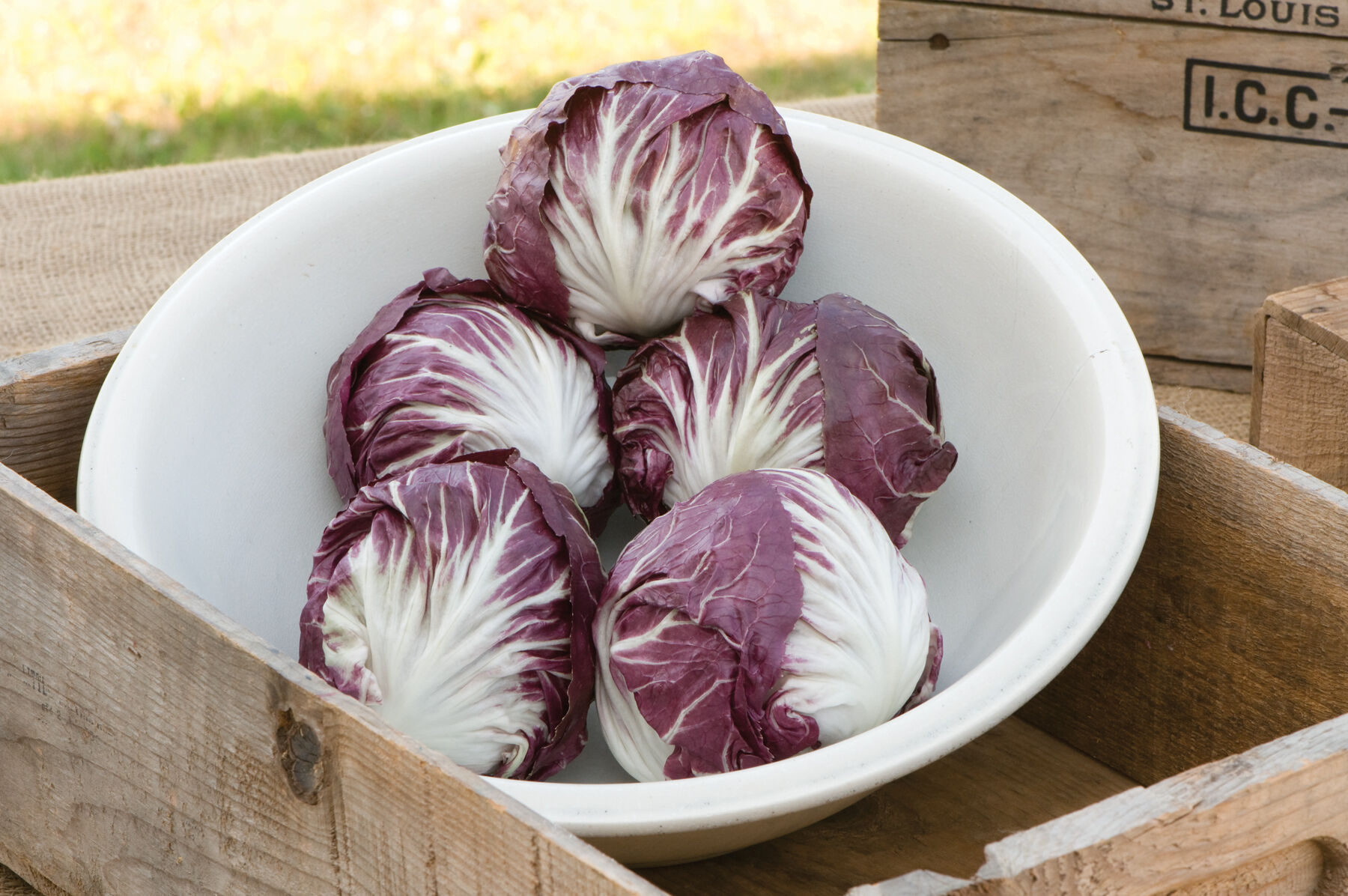 Radicchio Seeds - Organic Varieties | Johnny's Selected Seeds