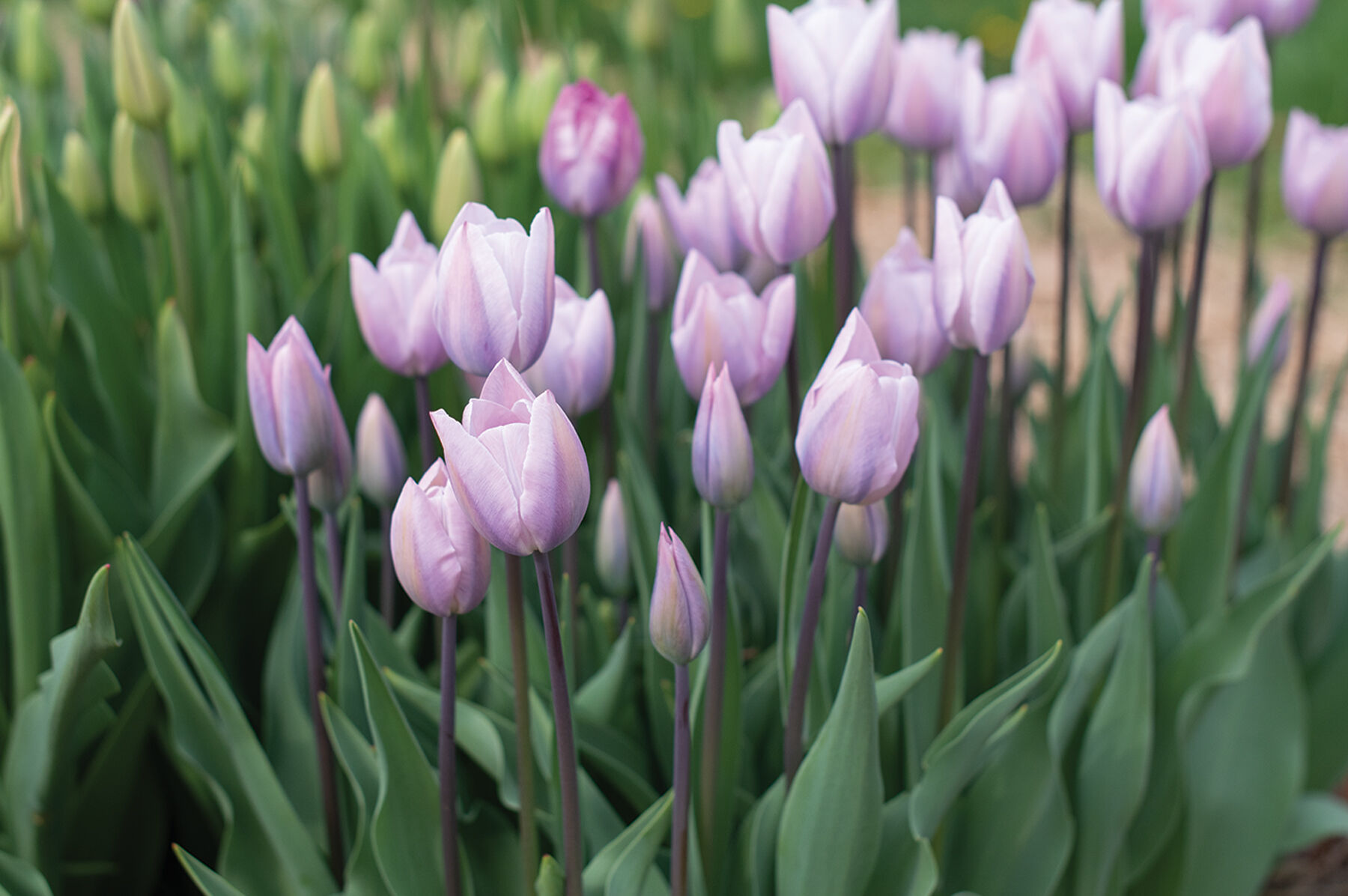 Van Zyverden Tulip Niigata Flower Bulb Full Sun; 6+ hrs