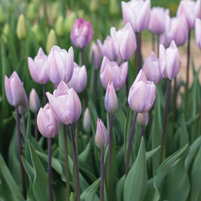 Silver Cloud Tulips