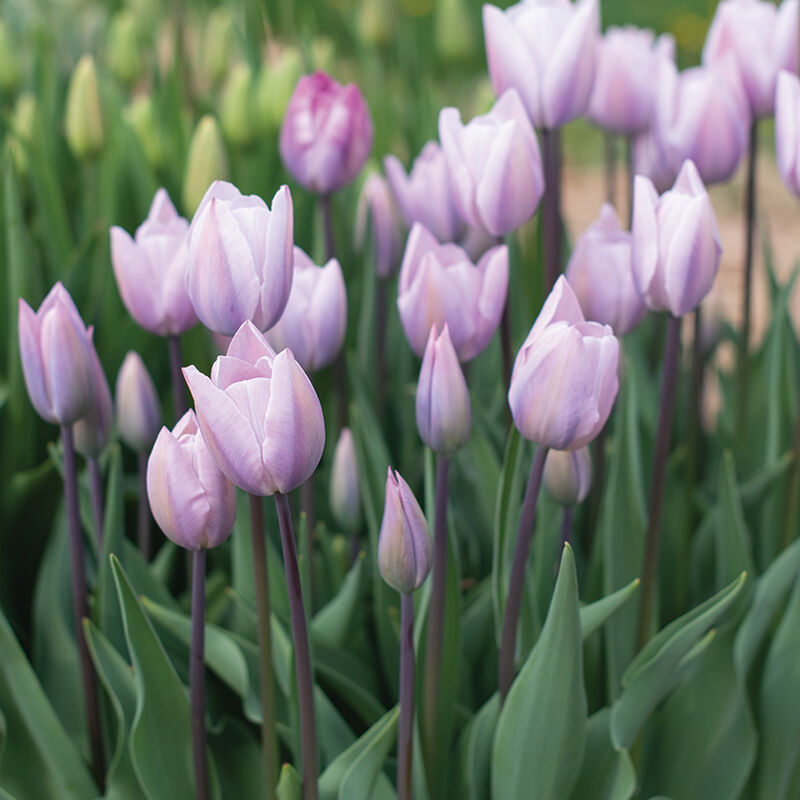 Silver Cloud Tulips