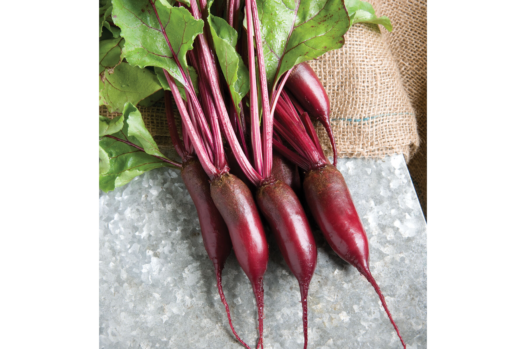 Cylindra Beet Seed Johnny's Selected Seeds