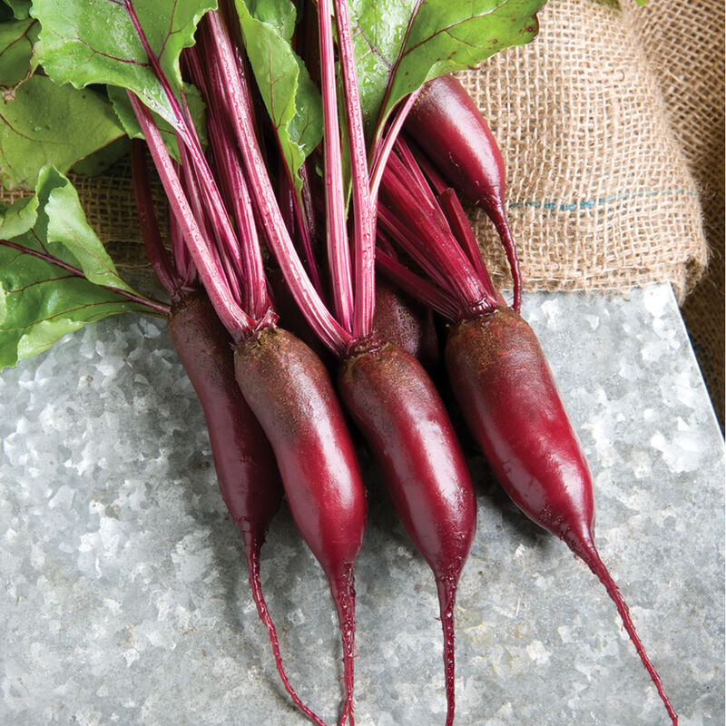 Cylindra Cylindra Specialty Beets
