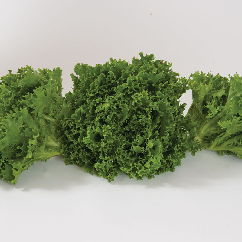 Salanova® Green Sweet Crisp Salanova® Lettuce