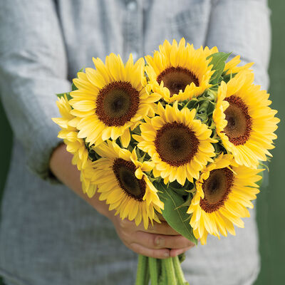 ProCut® Peach Tall Sunflowers