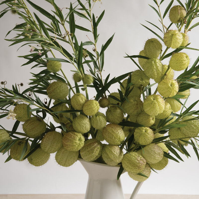 Oscar Asclepias (Butterfly Weed)