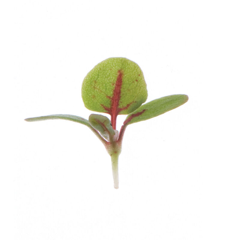 Sorrel, Red Veined Microgreens