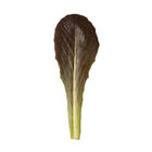 Powerhouse Romaine Lettuce (Cos)