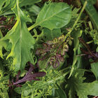 Cheap Frills Mix Greens Mixes