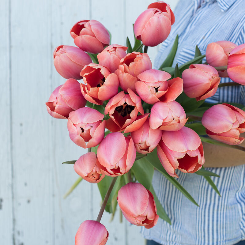 Apricot Impression Tulips