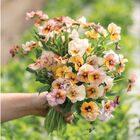 Nature™ Antique Shades Viola (Pansy)