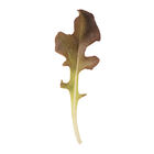Red Saladbowl Oakleaf Lettuce