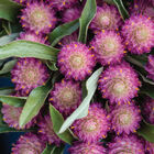 Sequin Gomphrena (Globe Amaranth)