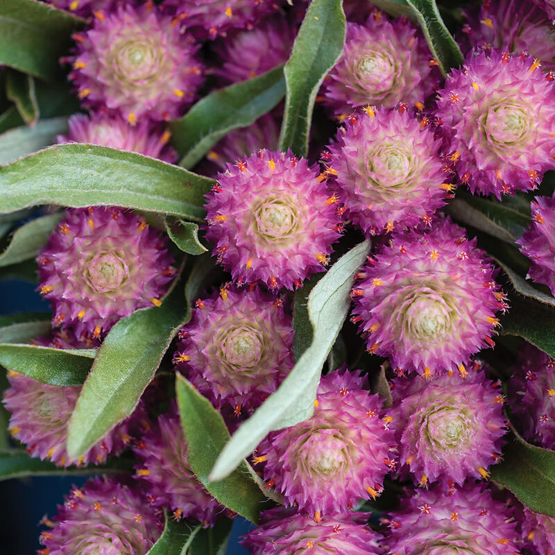 Sequin Gomphrena (Globe Amaranth)