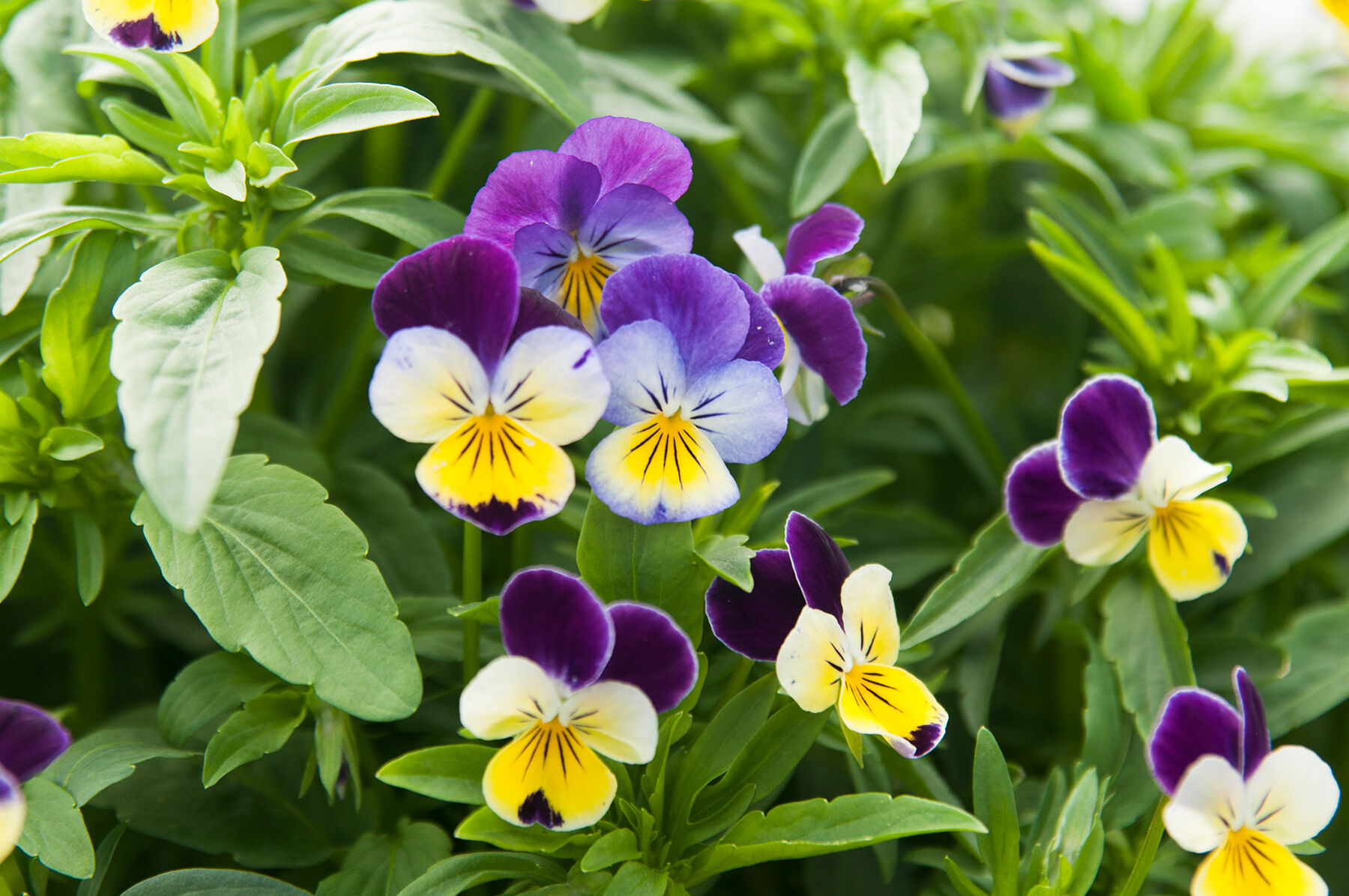 Helen Mount Viola (Pansy)