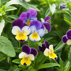 Helen Mount Viola (Pansy)