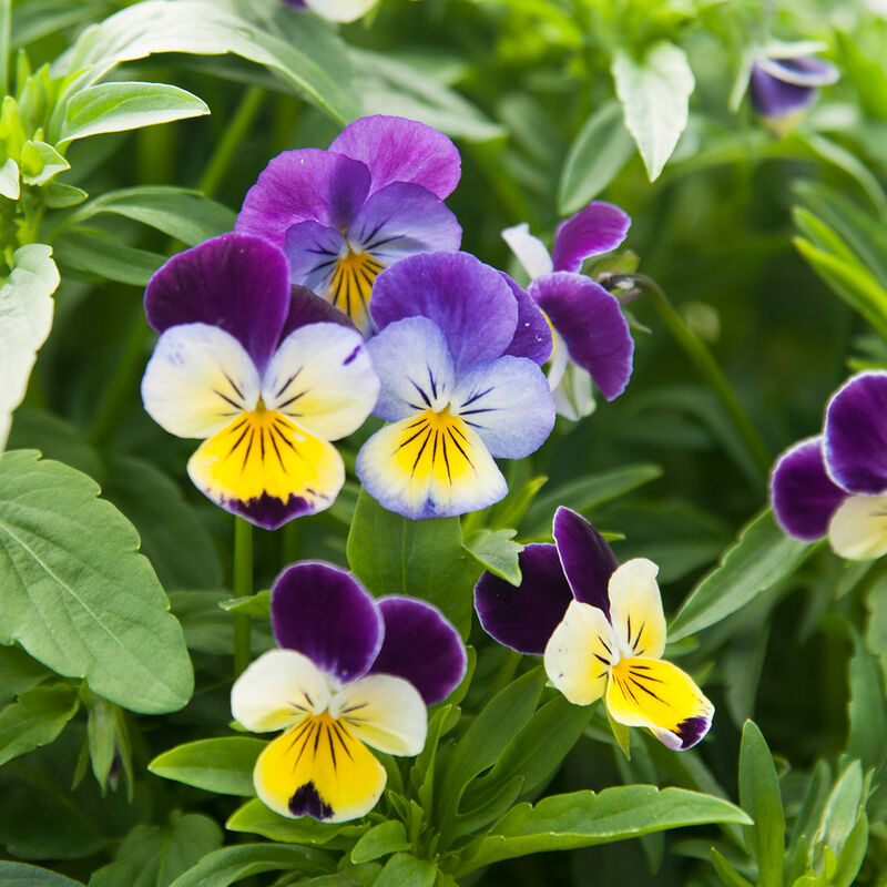 Helen Mount Viola (Pansy)