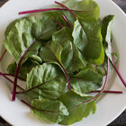 Fresh Pak Beet Greens
