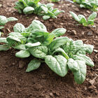 Acadia Savoyed-Leaf Spinach