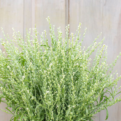 Persian Cress Cress, Ornamental