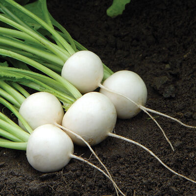 Hakurei Hakurei Turnips