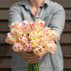 Blushing Parrot Tulips