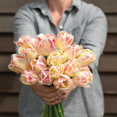 Blushing Parrot Tulips