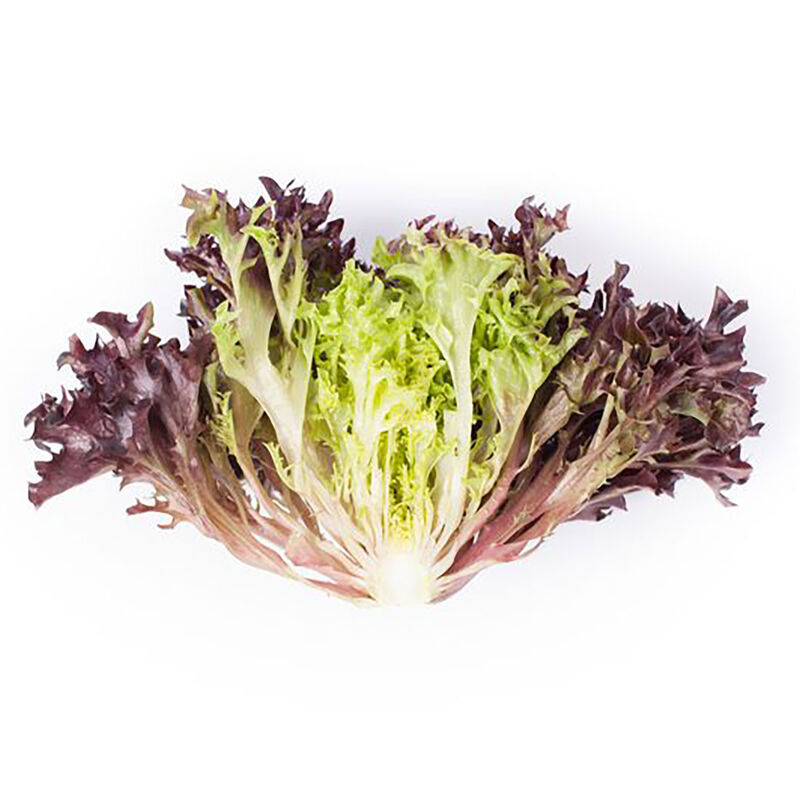Salanova® Hydroponic Red Sweet Crisp Salanova® Lettuce