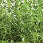 Compact Summer Savory Savory