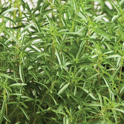 Compact Summer Savory Savory