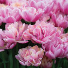 Pink Star® Tulips