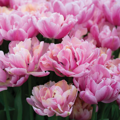 Pink Star® Tulips