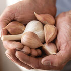 Music Music Garlic