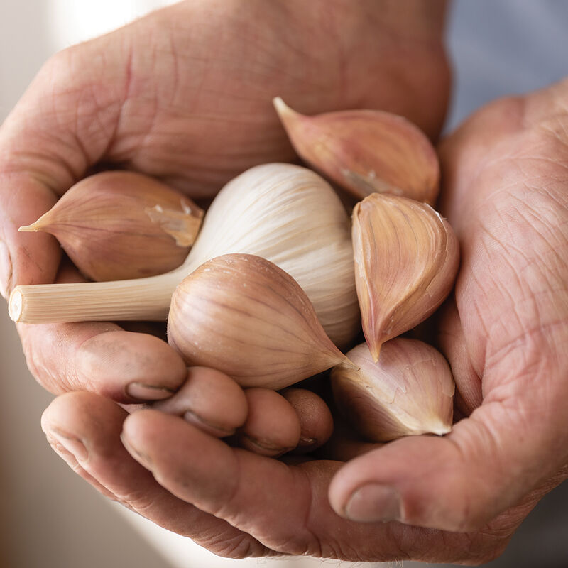 Music Music Garlic