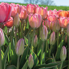 Design Impression Tulips