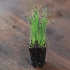 Scallion, Evergreen Hardy White Microgreen Vegetables