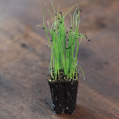 Scallion Microgreen Vegetables