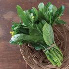 Green 70 D Improved Asian Greens