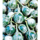 Petch Siam Eggplant