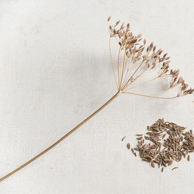 Arterner Caraway