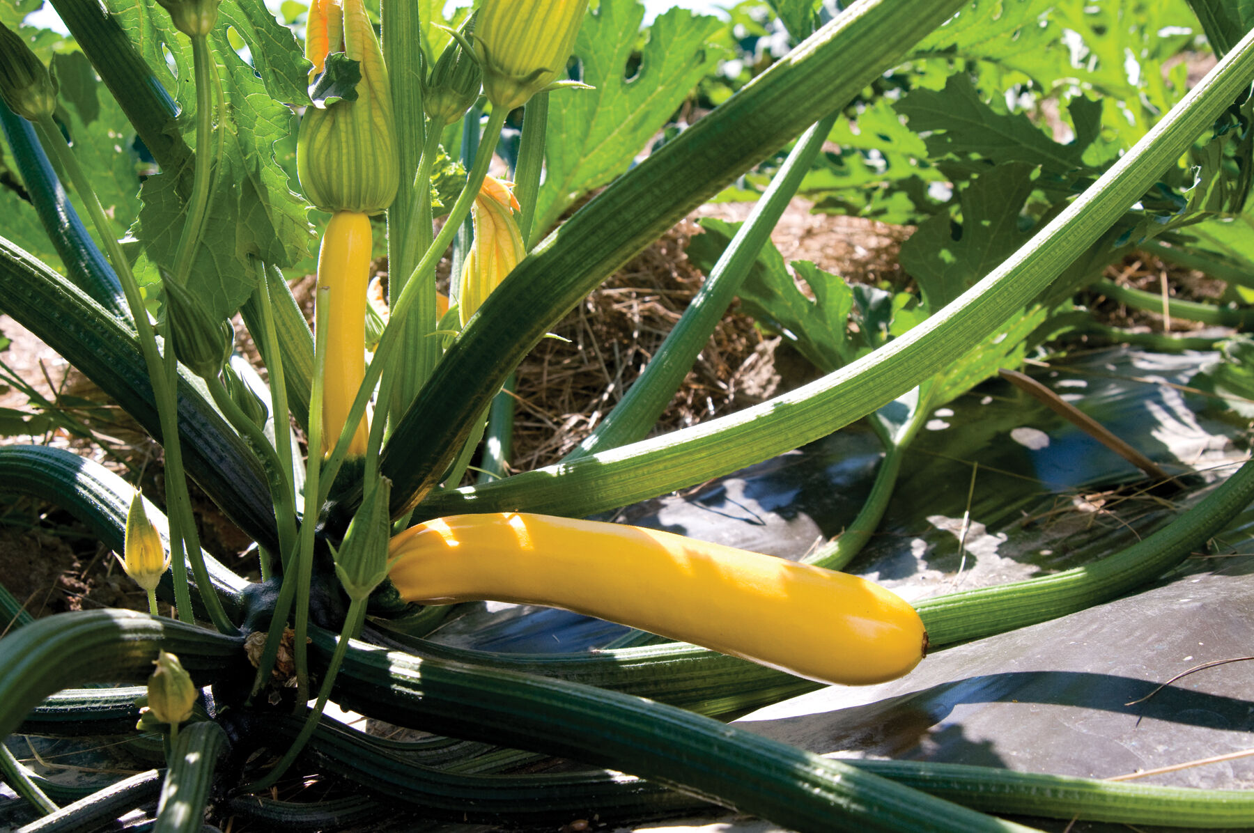 Golden Glory - (F1) Zucchini Squash Seed | Johnny's Selected Seeds